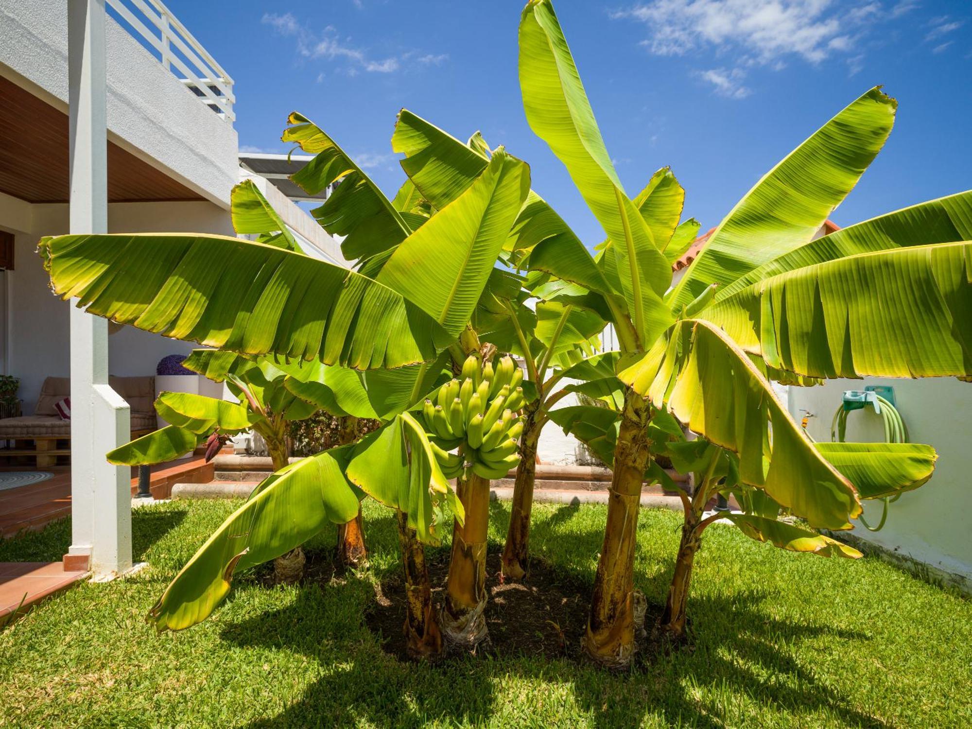 Banana House In Top Location By Tenpropertiesgc Maspalomas (Gran Canaria) Exterior foto